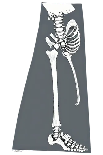 skeletal,thighbone,skeleton,osteoporotic,osteoporosis,osteological,human skeleton,osteomalacia,vintage skeleton,osteology,osteopenia,skelemani,bone,skeletal structure,leg bone,orthopedics,mermaid skeleton,skelly,osteomyelitis,skeletons,Illustration,Black and White,Black and White 17