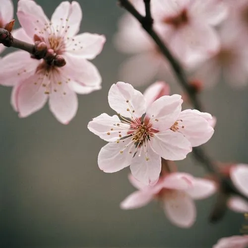 almond blossoms,pink cherry blossom,almond flower,japanese cherry,spring blossom,almond blossom,Photography,Documentary Photography,Documentary Photography 02