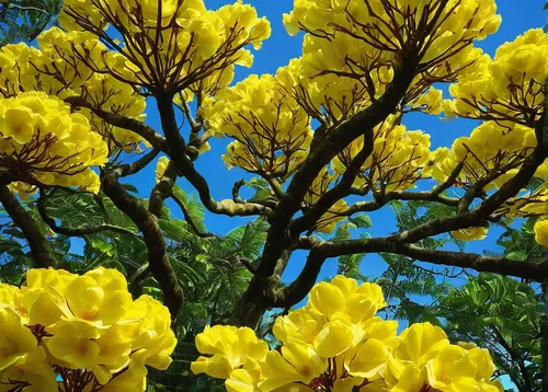 Write a descriptive paragraph about a vibrant tabebuia tree in a tropical rainforest.,tabebuia chrysantha,tabebuia,yellow tabebuia,golden trumpet tree,golden trumpet trees,yellow flowers,magnolia tree