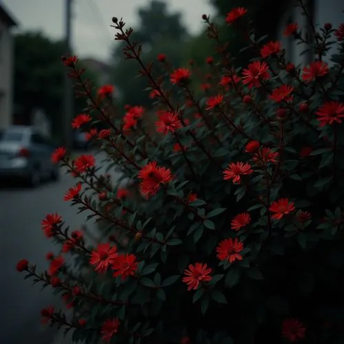 some red flowers are growing on a tree near a house,red flowers,red flower,night-blooming cestrum,red blooms,gulmohar,lubitel 2