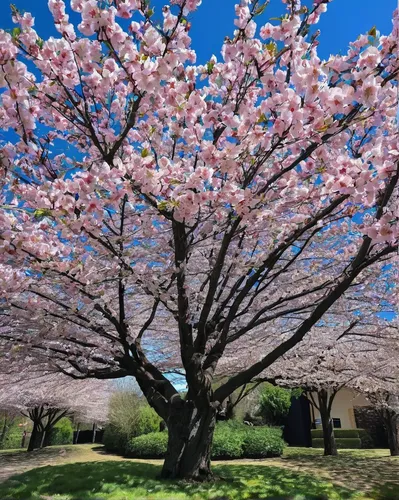 sakura tree,sakura trees,cherry blossom tree,japanese sakura background,sakura cherry tree,magnolia tree,the cherry blossoms,blooming tree,japanese cherry trees,blossom tree,blooming trees,magnolia trees,sakura blossom,cherry tree,japanese cherry,sakura branch,tree blossoms,cherry trees,cherry blossoms,japanese cherry blossom,Illustration,Paper based,Paper Based 27