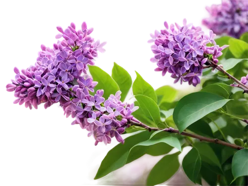 small-leaf lilac,common lilac,lilac flowers,lilacs,lilac flower,lilac tree,syringa vulgaris,syringa,butterfly lilac,golden lilac,lilac blossom,lilac branch,white lilac,purple lilac,lilac arbor,lilas,precious lilac,buddleja,lilac branches,daphne flower,Conceptual Art,Daily,Daily 09