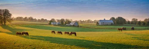 pasture,farm landscape,rural landscape,meadow landscape,cows on pasture,landscape background,pasture fence,pastures,stone circle,stone henge,stone circles,home landscape,salt meadow landscape,farm background,bales of hay,virtual landscape,stonehenge,hay stack,green fields,equines