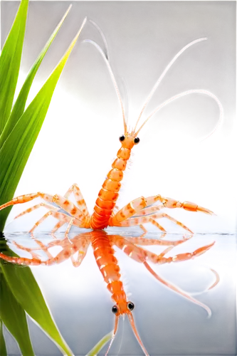 ornamental shrimp,freshwater prawns,caridean shrimp,dwarf shrimp,arctic sweet shrimp,botan shrimp,pilselv shrimp,cherry shrimp,giant river prawns,freshwater crayfish,aquatic plant,river prawns,ornamental fish,bobó shrimp,river crayfish,common yabby,shrimp survey,white saddle shrimp,coenagrion,north sea shrimp,Photography,Fashion Photography,Fashion Photography 02