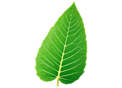 leaf background,green leaf,green wallpaper,tropical leaf,leaf green,spring leaf background,bigleaf,mape leaf,tree leaf,leaf structure,fan leaf,eco,leaf,magnolia leaf,aaaa,patrol,green background,fern leaf,jungle leaf,custody leaf,Conceptual Art,Sci-Fi,Sci-Fi 23