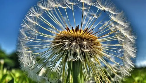 common dandelion,dandelion flower,dandelion seeds,seed-head,taraxacum,dandelion,teasel,dandelion background,seed head,taraxacum officinale,dandelions,dandelion flying,taraxacum ruderalia,dandelion field,flying dandelions,dandelion meadow,black salsify,mayweed,blue sow thistle,native sowthistle,Photography,General,Realistic