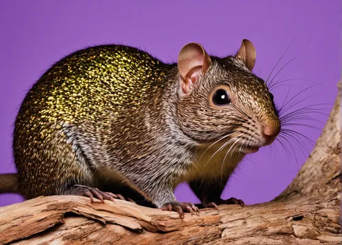 Compose a heartwarming poem about a silver agouti's playful antics.,gold agouti,african bush squirrel,silver agouti,eurasian squirrel,abert's squirrel,tree squirrel,indian palm squirrel,eastern gray s