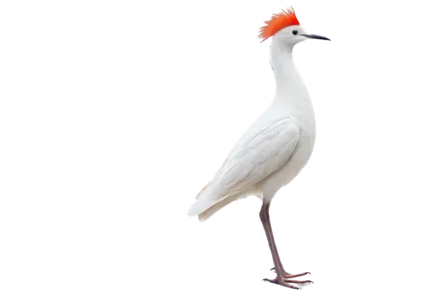 fujian white crane,red-crowned crane,whooping crane,royal tern,white-naped crane,grey neck king crane,white ibis,crane-like bird,cattle egret,eastern crowned crane,platycercus,tern bird,ibis,bird png,platycercus elegans,caspian tern,platycercus eximius,white egret,sandhill crane,a species of marine bird,Conceptual Art,Fantasy,Fantasy 08