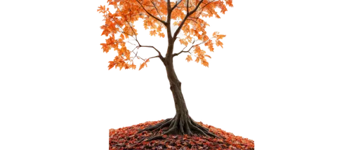 autumn tree,flourishing tree,tangerine tree,deciduous tree,seasonal tree,small tree,isolated tree,orange tree,red tree,persimmon tree,autumn background,ornamental tree,derivable,burning bush,tulip tree,maple tree,tree torch,cardstock tree,brown tree,liquidambar,Art,Artistic Painting,Artistic Painting 05