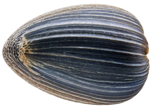 Fossilized mussel, ancient relic, shell detailed with ridges, brownish-gray color, spiral shape, glossy finish, partially buried in sedimentary rock, close-up shot, natural lighting, high contrast, 3/