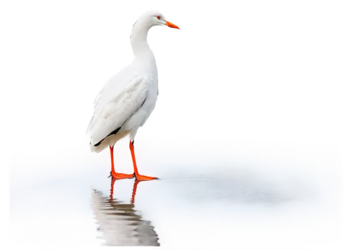 gwe,orange gull,indian sea gull,water bird,royal tern,white pigeon,reiger,seagull,waterbird,wading bird,gooseander,larus,sea gull,laridae,ibis,white ibis,egret,kelp gull,ornamental duck,snow goose,Photography,General,Fantasy