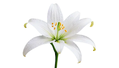 White lily flower, solo, close-up, pure white petals, yellow anthers, green stem, dew drops, soft natural light, shallow depth of field, warm color tone, 3/4 composition, macro photography, delicate t