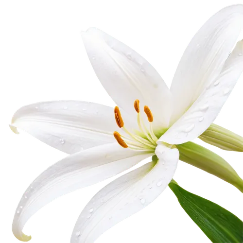 white lily,easter lilies,madonna lily,delicate white flower,white flower,flowers png,white petals,white trumpet lily,white cosmos,white blossom,white water lily,lily flower,lily of the valley,flower background,flower of water-lily,hymenocallis,stamens,stamen,lilien,zephyranthes,Illustration,Paper based,Paper Based 15