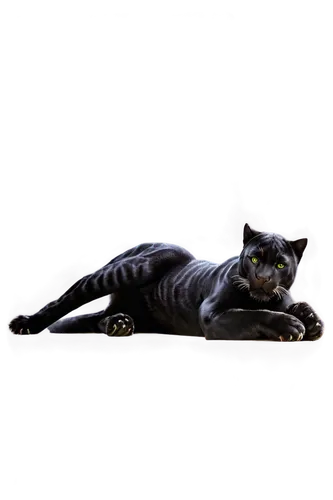 chartreux,pet black,black cat,canis panther,american shorthair,catwoman,halloween black cat,rex cat,sphinx,gray cat,sphinx pinastri,british shorthair,domestic short-haired cat,capricorn kitz,cat vector,oriental shorthair,cat image,european shorthair,panther,felidae,Photography,Artistic Photography,Artistic Photography 11