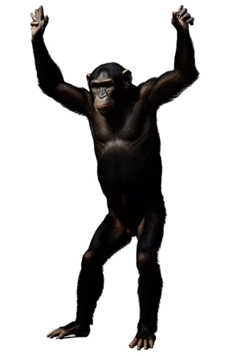 Chimpanzee, silhouette, dark outline, detailed fur texture, standing posture, arms raised, legs bent, primitive facial features, strong muscular body, misty atmosphere, warm backlight, 3/4 composition