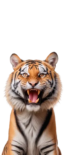 tiger png,tigerle,a tiger,tiger,tiger head,asian tiger,tigers,amurtiger,bengalenuhu,bengal tiger,siberian tiger,tiger cat,chestnut tiger,toyger,sumatran tiger,tiger cub,mow,royal tiger,felidae,tigger,Conceptual Art,Daily,Daily 12