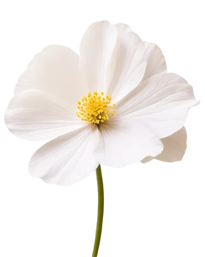 white cosmos,marguerite daisy,white flower,margueritte,daisy flower,cosmos flower,oxeye daisy,ox-eye daisy,delicate white flower,camomile flower,wood daisy background,shasta daisy,cosmos flowers,white daisies,marguerite,white chrysanthemum,the white chrysanthemum,cosmea,minimalist flowers,daisy heart,Illustration,Retro,Retro 11