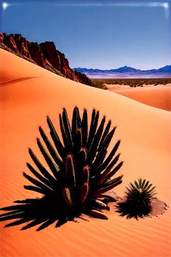 desert plant,desert plants,desert desert landscape,desert landscape,capture desert,desert flower,desert background,cactus digital background,argentina desert,desert,arid landscape,sonoran desert,flowerful desert,yucca palm,welwitschia,the desert,desertlike,agaves,arid,xerophytic,Art,Artistic Painting,Artistic Painting 09