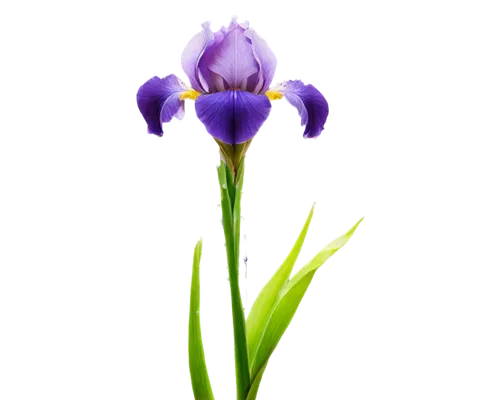 Iris flower, purple petals, yellow center, delicate, slender stem, green leaves, water drops on petals, morning dew, soft natural light, macro shot, shallow depth of field, warm color tone, 3/4 compos