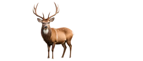 gold deer,glowing antlers,kudu,antlered,markhor,kudu buck,venado,antelope,male deer,odocoileus,blesbok,elk,wapiti,moschus,deer,deer bull,whitetail,red-necked buck,antler velvet,blitzen,Art,Classical Oil Painting,Classical Oil Painting 07