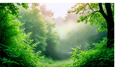 nature background,green forest,forest background,forest landscape,background view nature,landscape background,aaaa,green landscape,coniferous forest,cartoon video game background,forestland,foggy forest,elven forest,forests,verdant,forest,nature wallpaper,forest glade,forest of dreams,forested,Illustration,Black and White,Black and White 27