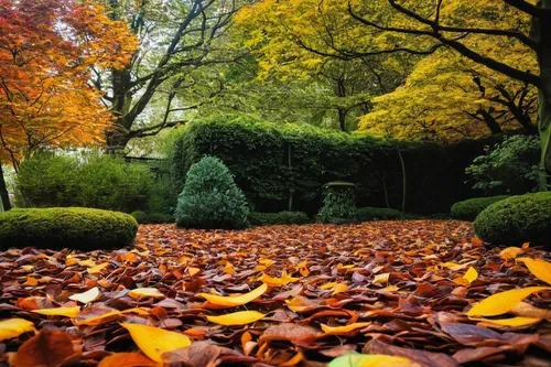 Describe a peaceful garden with fallen leaves.,landscape designers sydney,fall leaf border,beech hedge,fallen leaves,autumn borders,autumn background,autumnal leaves,autumn round,hornbeam hedge,autumn