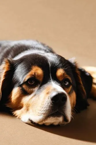 Perro
,a brown and black dog laying on the floor,sleeping dog,cavalier king charles spaniel,dog sleeping face,australian shepherd,parvovirus,oberweiler