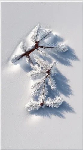 snow tree,hoarfrost,isolated tree,white snowflake,winter tree,snow trees,snowy still-life,ice landscape,snowdrift,ice crystal,red snowflake,snowy tree,wind rose,fractal art,snow ring,crevasse,snow landscape,snow flake,fir-tree branches,multiple exposure,Material,Material,Toothed Oak