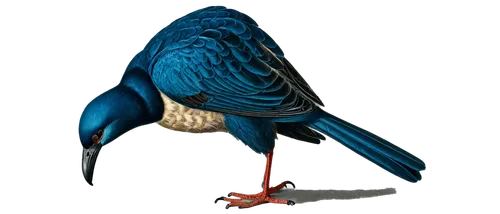 bird illustration,bird png,blue parrot,blue macaw,cornavirus,reconstruction,coraciiformes,hyacinth macaw,emberizidae,garrulus glandarius,blue macaws,lophophanes cristatus,macaw hyacinth,3d crow,scheepmaker's crowned pigeon,macaws blue gold,pteropodidae,an ornamental bird,blue crowned pigeon,trochilidae,Illustration,Retro,Retro 22