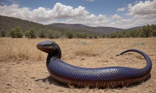 hypsilophodon,powelliphanta,blue snake,caecilian,king cobra,goanna,leiothrichidae,sangkum,caecilians,coachwhip,brindabella,vipera,hesperornis,chalcides,chiricahua,serpiente,treviranus,meleagris gallopavo,zonata,blue tongue lizard