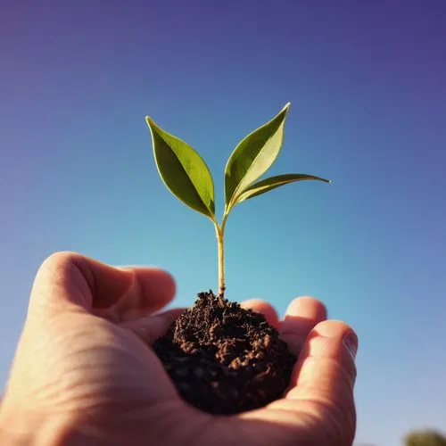 seedling,bishvat,sapling,oil-related plant,container plant,reforestation,Photography,Documentary Photography,Documentary Photography 11