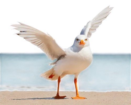 indian sea gull,royal tern,sea-gull,seagull,tern bird,sea gull,fairy tern,sea bird,ring-billed gull,crested terns,tern,a species of marine bird,pacific gull,orange gull,western gull,seagulls birds,european herring gull,ring billed gull,silver seagull,sea swallow,Art,Classical Oil Painting,Classical Oil Painting 12