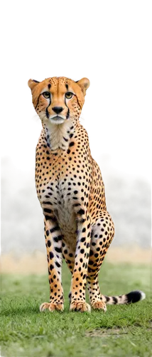 cheetor,cheeta,cheetah,leopardus,tigor,katoto,bolliger,gepard,jaguar,cheetahs,leopard,cheetah cub,jag,serengeti,ocelot,prowling,harimau,haefliger,acinonyx,jaguars,Art,Classical Oil Painting,Classical Oil Painting 35