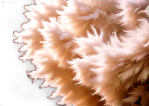 fur,ostrich feather,chrysanthemum background,cowhide,feather boa,silkie,cavachon,gradient mesh,angora,mandelbulb,soft coral,fur clothing,fur coat,pomeranian,rough collie,norwich terrier,foxtail,hericium,fluffed up,mandelbrodt,Conceptual Art,Oil color,Oil Color 14