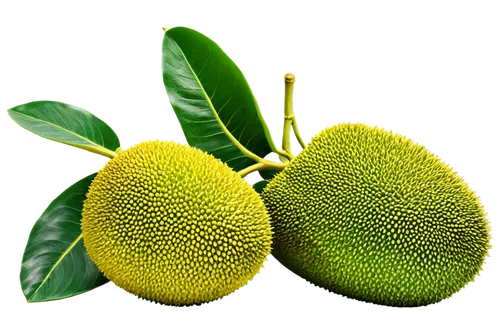 durian seed,breadfruit,jackfruit,annona,durian,artocarpus,aegle marmelos,kaki fruit,mangifera,asian pear,kiwi lemons,pitahaja,pitahaya,cocos nucifera,artocarpus odoratissimus,avacado,kelapa,salak,oleaceae,limonana,Conceptual Art,Daily,Daily 14