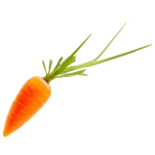 carrot,carrots,carrot salad,baby carrot,love carrot,carrot pattern,big carrot,carrot print,carrot juice,root vegetable,crudités,a vegetable,vegetable,wall,patrol,kawaii vegetables,vegetable outlines,skirret,cleanup,snack vegetables,Illustration,Retro,Retro 24