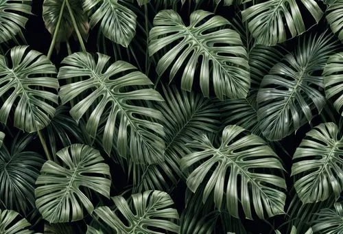 tropical leaf pattern,monstera,monstera deliciosa,jungle drum leaves,tropical leaf,exotic plants,tropical greens,cycad,tropical floral background,dark green plant,green wallpaper,jungle leaf,foliage leaves,radicans,green plants,palm leaves,urticaceae,smooth solomon's seal,ornamental plants,outdoor plants