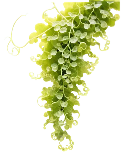 centella,sea lettuce,green grapes,liverwort,upright yellow sorrel,background ivy,garden cress,grape vine,green grape,intensely green hornbeam wallpaper,broccoflower,pennywort,aaa,grapevines,fern plant,coral vine,centella asiatica,rapini,brassica,flowering vines,Unique,Paper Cuts,Paper Cuts 01