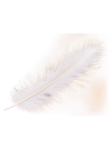 white feather,feather,swan feather,chicken feather,bird feather,feather bristle grass,ostrich feather,feather on water,pigeon feather,dandelion background,hawk feather,feathers,angel wing,peacock feather,feather carnation,sunburst background,silver grass,feather pen,angel wings,featherlite,Conceptual Art,Daily,Daily 10