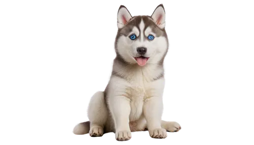 sakhalin husky,siberian husky,northern inuit dog,labrador husky,tamaskan dog,husky,saarloos wolfdog,dog breed,dog pure-breed,canadian eskimo dog,malamute,czechoslovakian wolfdog,canidae,native american indian dog,huskies,wolfdog,the blue eye,giant dog breed,berger blanc suisse,canaan dog,Art,Artistic Painting,Artistic Painting 02