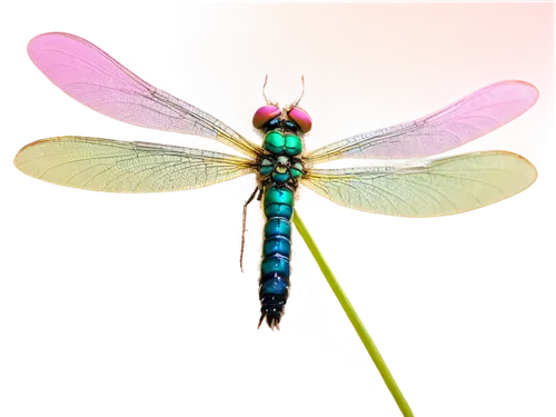 dragonfly,spring dragonfly,adonis dragonfly,odonata,dragonflies,damselfly,banded demoiselle,butterflyer,chryssides,four-spot dragonfly,libellula,damselflies,acraea,green-tailed emerald,pseudagrion,darter,mayfly,winged insect,delicate insect,sesiidae,Conceptual Art,Fantasy,Fantasy 18