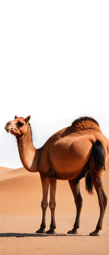 arabian camel,male camel,two-humped camel,dromedaries,shadow camel,dromedary,arabian horses,libyan desert,camel,camels,arabian horse,sossusvlei,przewalski's horse,sahara desert,sahara,merzouga,bactrian camel,namib,camel caravan,arabian,Illustration,Japanese style,Japanese Style 21