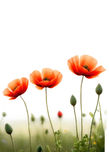 poppy flowers,red poppies,poppies,klatschmohn,mohn,orange poppy,red poppy,a couple of poppy flowers,poppy flower,poppy fields,poppy field,iceland poppy,poppy plant,flower background,papaver,corn poppies,orange red flowers,poppy anemone,flower wallpaper,red orange flowers,Illustration,Realistic Fantasy,Realistic Fantasy 18