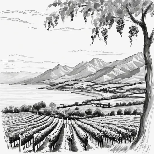 Sketch a landscape view with vineyards, mountains and the ocean.,southern wine route,vineyards,wine region,grape plantation,wine-growing area,viticulture,la rioja,vineyard,passion vines,wine country,g