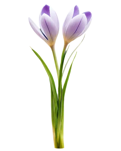 tulip background,flowers png,purple crocus,flower wallpaper,crocus flowers,purple tulip,flower background,crocus,violet tulip,croci,tulipan violet,crocuses,crocuss,violet flowers,zephyranthes,lavender flower,flower illustrative,floral digital background,crown chakra flower,colchicum,Photography,Fashion Photography,Fashion Photography 07