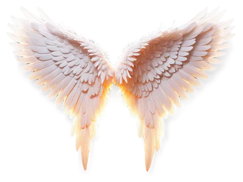 angel wings,angel wing,winged heart,wings,winged,png transparent,bird wings,angels,angelology,delta wings,wing,dove of peace,angel line art,doves of peace,crying angel,bird png,love angel,business angel,bird wing,guardian angel,Illustration,Vector,Vector 19