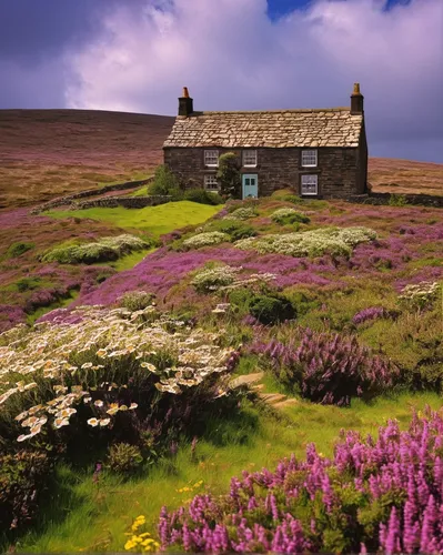 purple landscape,stone house,moorland,country cottage,yorkshire dales,orkney island,north yorkshire moors,common heather,peak district,stone houses,summer cottage,home landscape,yorkshire,country house,ancient house,northern ireland,cottage,peat house,scotland,toll house,Art,Artistic Painting,Artistic Painting 30