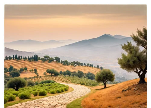 tuscany,toscane,olive grove,toscana,landscape background,peloponnese,pienza,olive field,laodicea,tuscan,strade,winding road,panoramic landscape,beautiful landscape,mountain landscape,winding roads,mountainous landscape,landscapes beautiful,umbrian,landscape nature,Illustration,Paper based,Paper Based 07