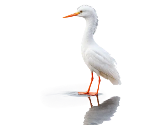 dalmatian pelican,egret,gwe,water bird,white egret,orange gull,waterbird,great white pelican,eastern white pelican,wading bird,gooseander,royal tern,bird png,transparent background,white heron,tern in mist,white swan,swan,ornamental duck,aquatic bird,Photography,Documentary Photography,Documentary Photography 14