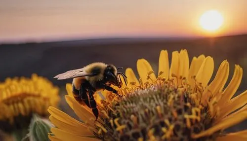 bee,pollino,pollinator,bumblebees,bee in the approach,pollinators,pollination,wild bee,pollinating,bombus,pollinate,bee pasture,pollina,bees pasture,bee friend,pollen,bumblebee fly,western honey bee,flower in sunset,flowbee,Photography,General,Cinematic